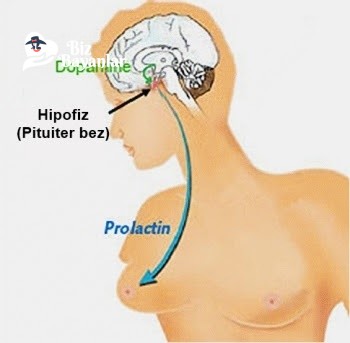 prolaktin